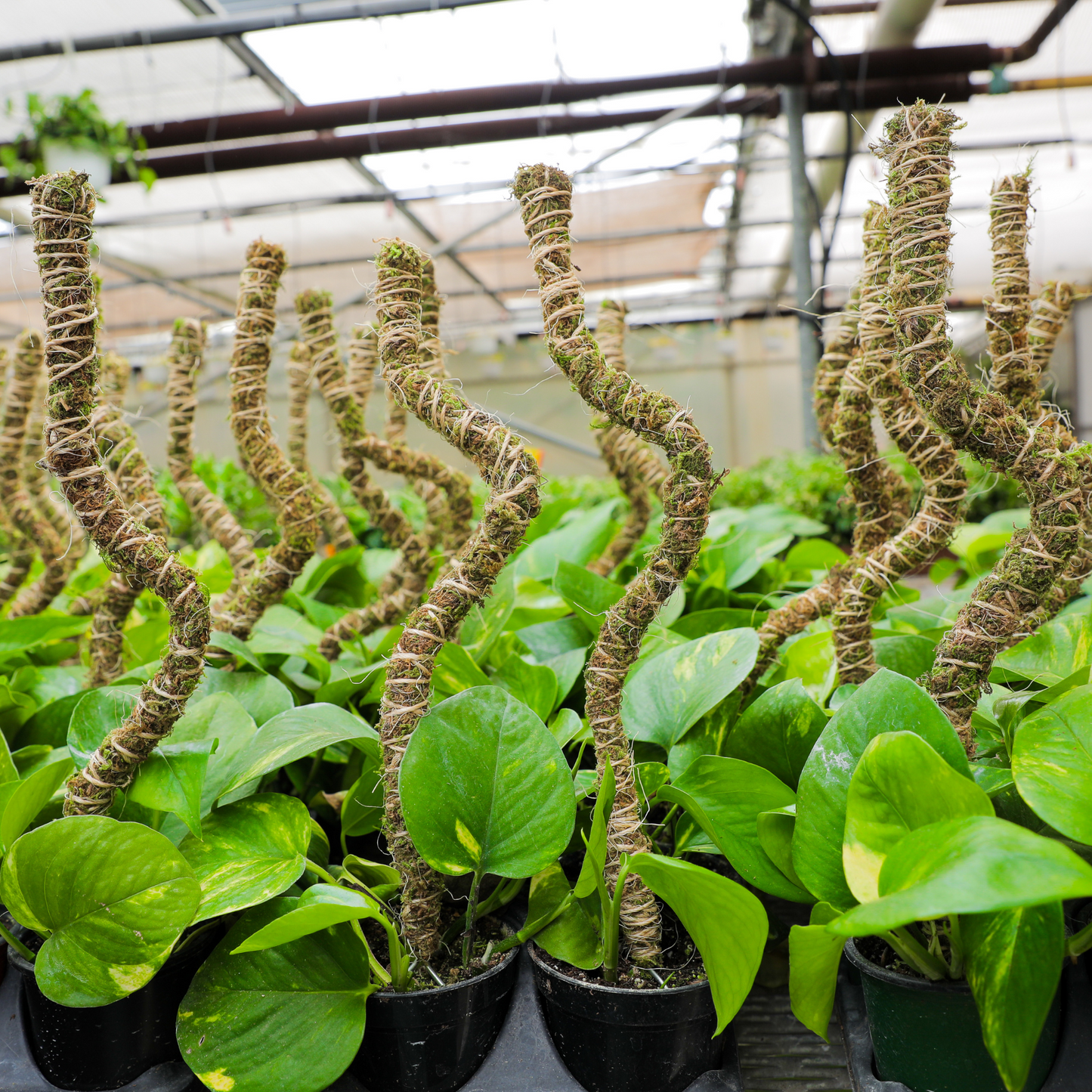 The Bendable Moss Poleโข ๐๐๐๐