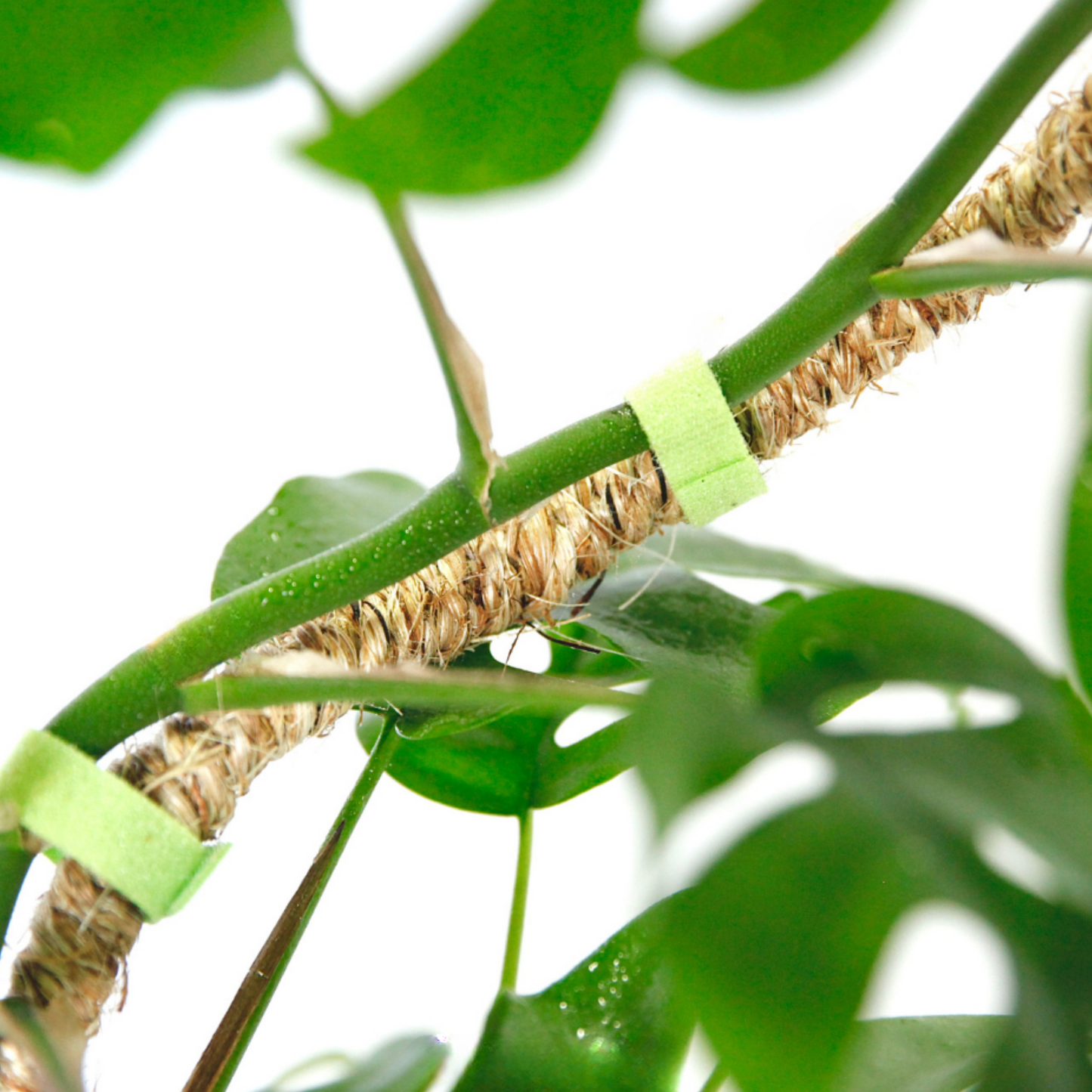 Reusable Plant Tape