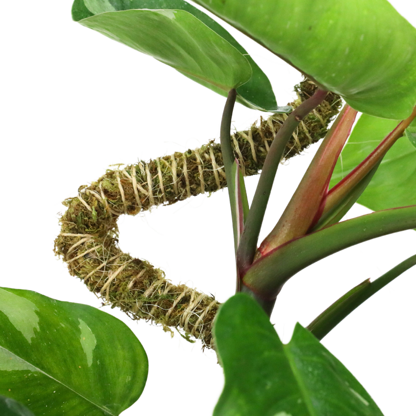 The Bendable Moss Poleโข ๐๐๐๐