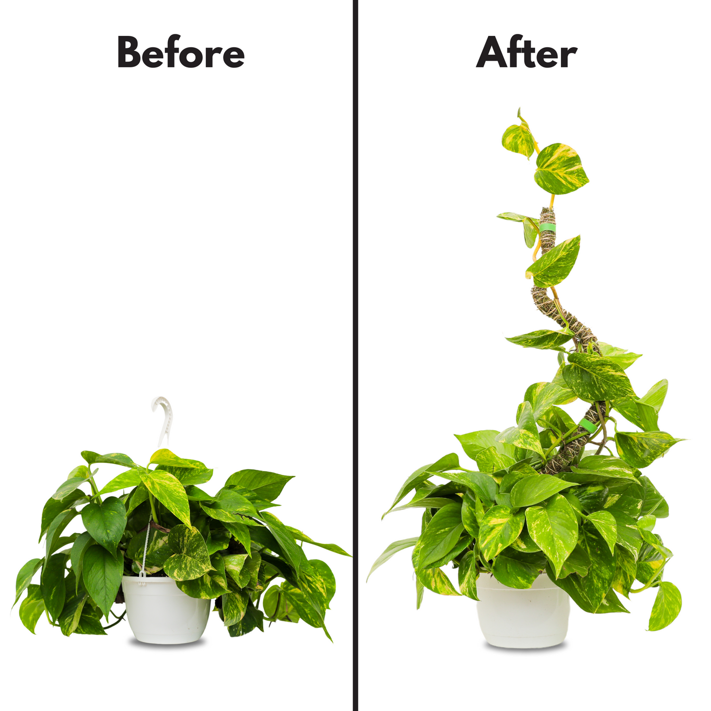 The Bendable Moss Poleโข ๐๐๐๐