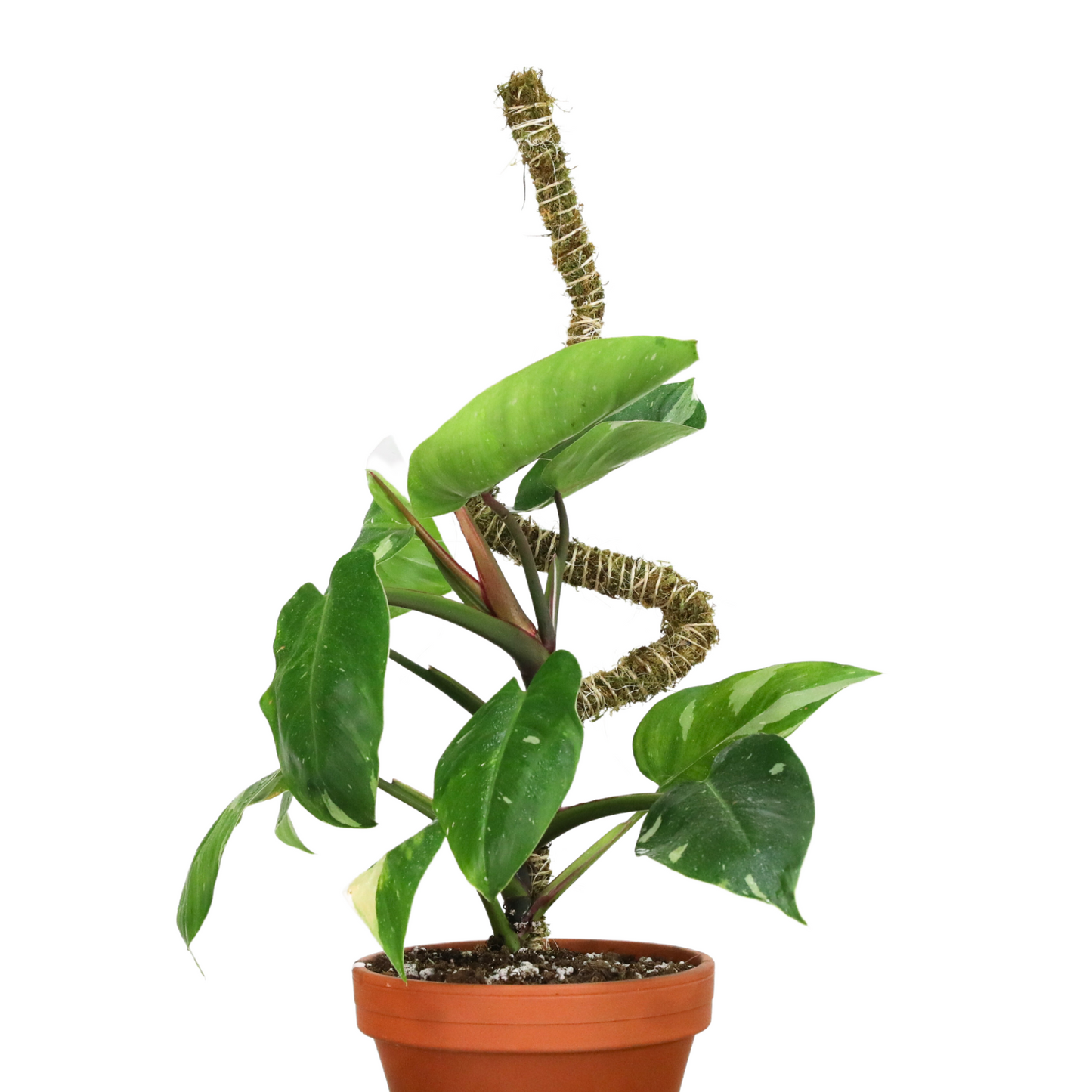 The Bendable Moss Poleโข ๐๐๐๐