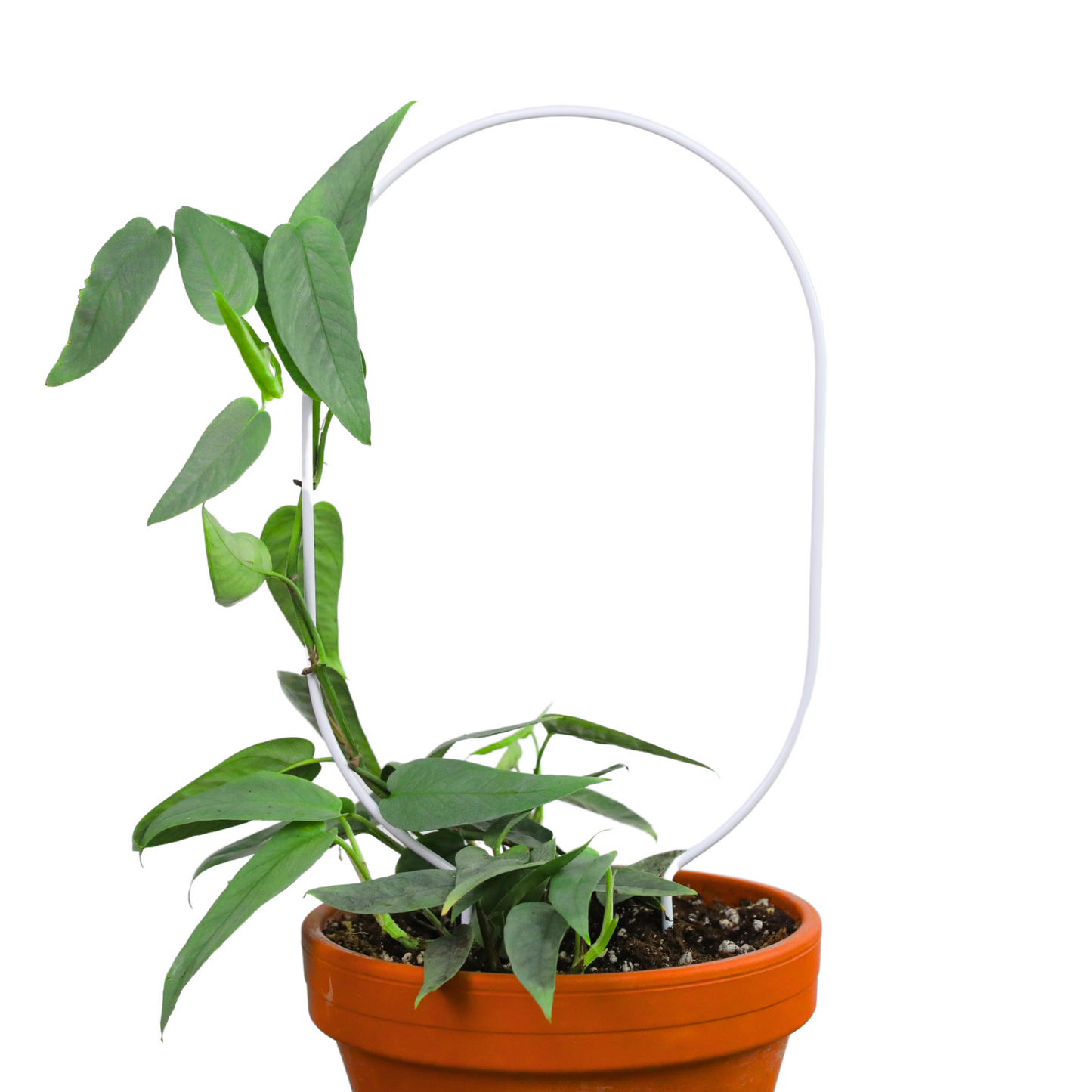"Oval" Metal Trellis