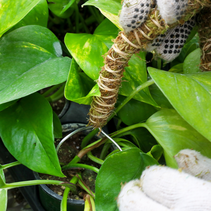 The Bendable Moss Pole™ 𝘛𝘏𝘐𝘕