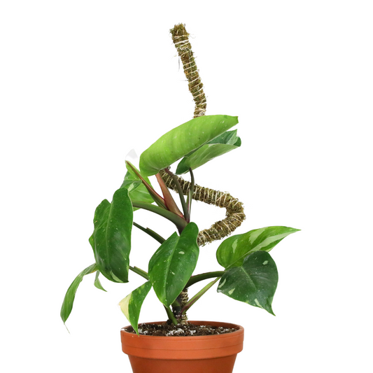 The Bendable Moss Pole™ 𝘛𝘏𝘐𝘕